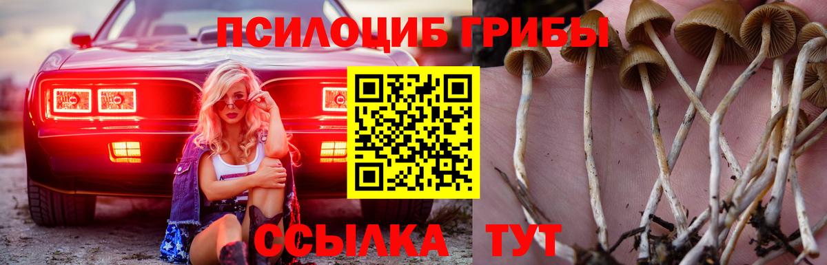 Псилоцибиновые грибы Psilocybine cubensis  Вход с VPN  Клинцы 